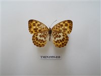 藏品(白裳貓蛺蝶)的圖片